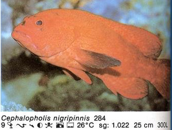 Cephalopholis nigripinnis